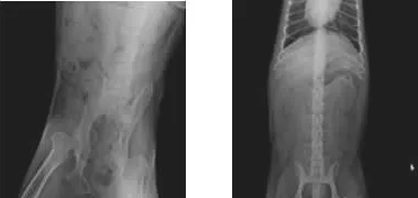 犬髋关节发育不良的诊断与治疗