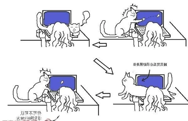 猫咪行为图解:养过猫的都懂 