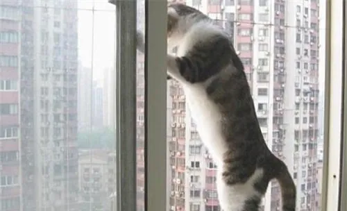 猫咪住高楼有利也有弊