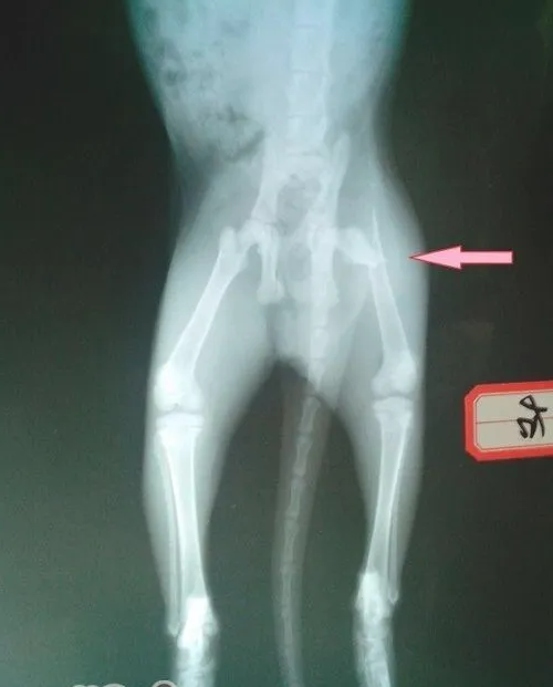 一例猫髓内针固定肱骨骨折及股骨骨折的手术案例
