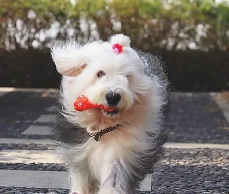 春季警惕狗狗肠胃疾病