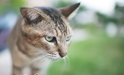 猫咪拉稀可能是吃生鱼导致