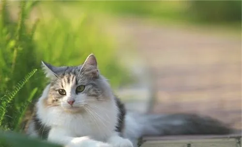 猫咪患慢性肾衰竭的诊断及治疗