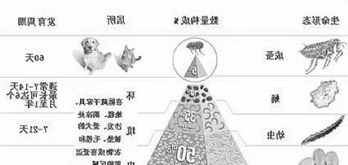 一例幼犬严重绦虫感染的病例分析