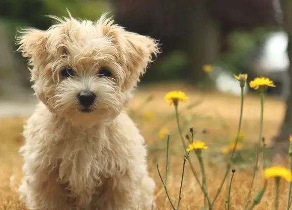 为什么狗狗夏季感染细小犬瘟的几率比较大？