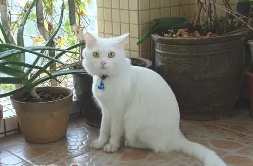 你知道安哥拉猫的生活习性吗？