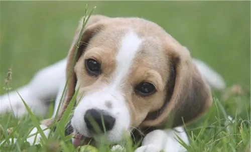 犬布鲁氏菌病的临床症状