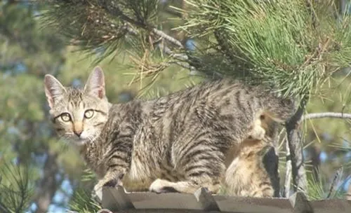 猫咪节后综合症解决方案