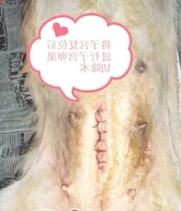 一例典型犬子宫脱出病例的解析