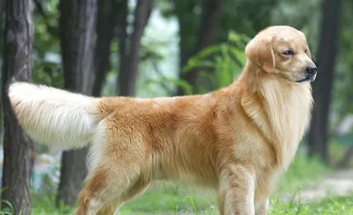 如何预防犬尿路结石