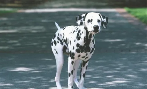 犬甲状腺机能亢进的治疗方法