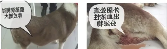 犬严重子宫蓄脓导致全身衰竭并死亡的病例