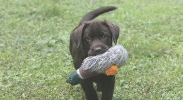 一些选择适合训练的幼犬项目