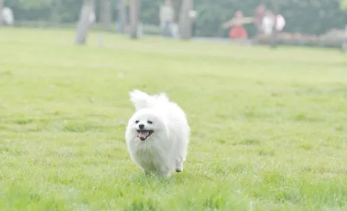 博美犬的基本训练