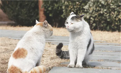 生活在不同地区的猫会有沟通障碍吗？