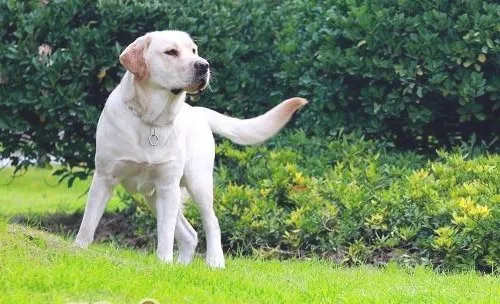 训练幼犬从不可以开始