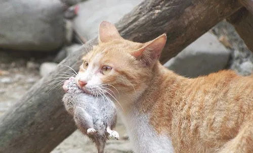 论老鼠对猫的危害