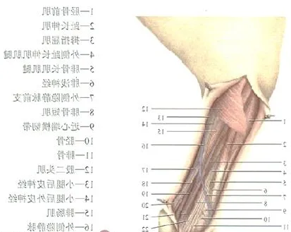 猫胫腓骨骨折的治疗方法