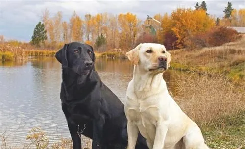 犬窝咳的预防措施