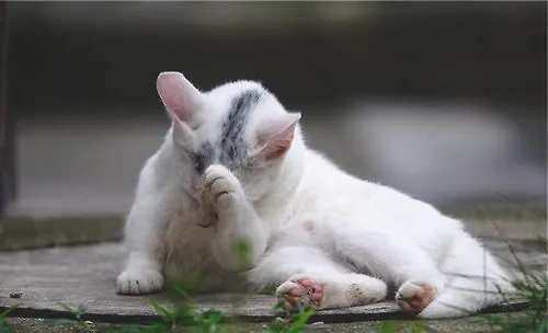 猫咪不断的洗脸是为什么？