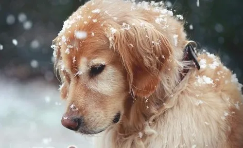 金毛犬咳嗽的原因