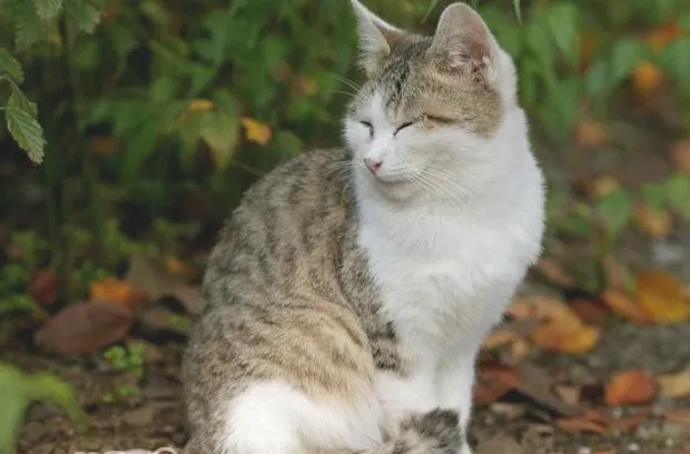 面对猫瘟爱它就不要放弃它