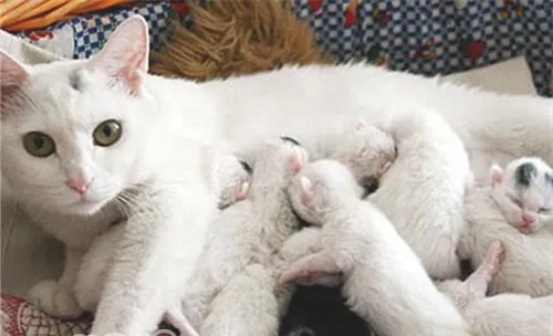 如何协助母猫抚育小猫