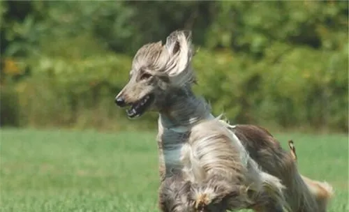 阿富汗猎犬外耳炎的症状