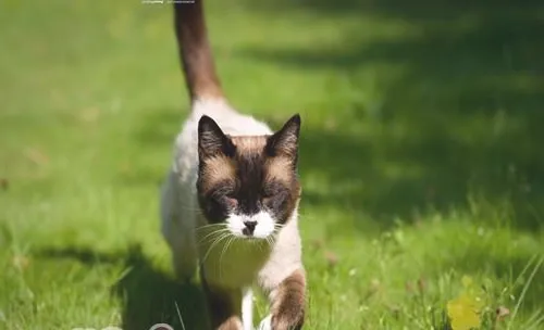 如何预防猫咪中暑