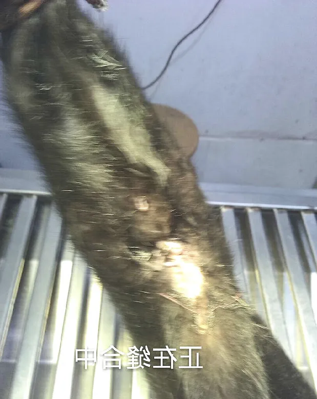 猫因便秘引起的脱肛案例分析