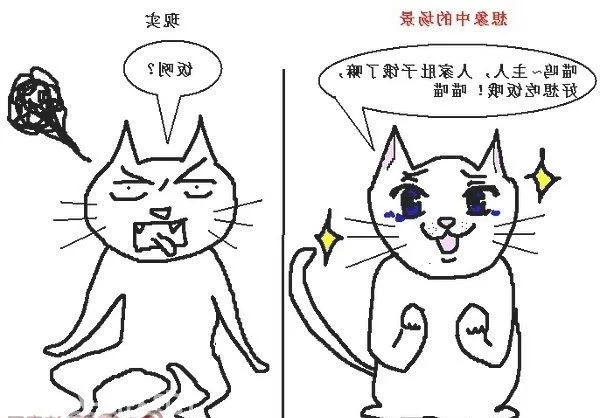 猫咪行为图解:养过猫的都懂 