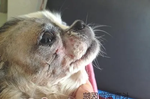 犬猫牙龈炎牙根腐烂导致的颜面瘘