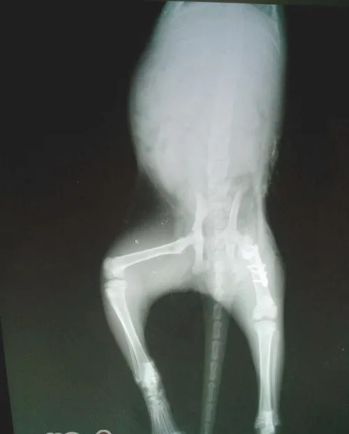 一例猫髓内针固定肱骨骨折及股骨骨折的手术案例
