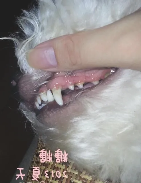 简介常见的犬类牙科问题