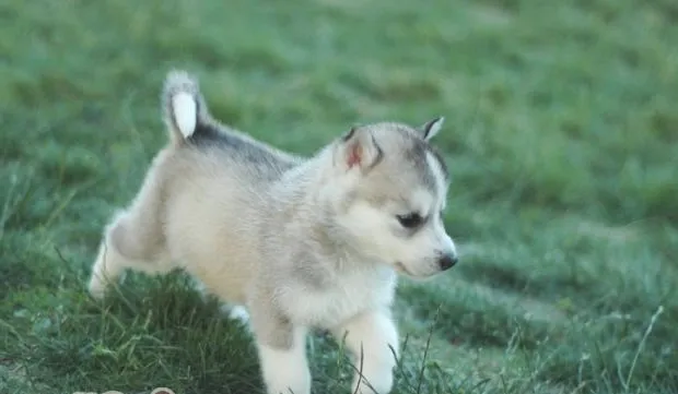 快速有效驱除犬类寄生虫