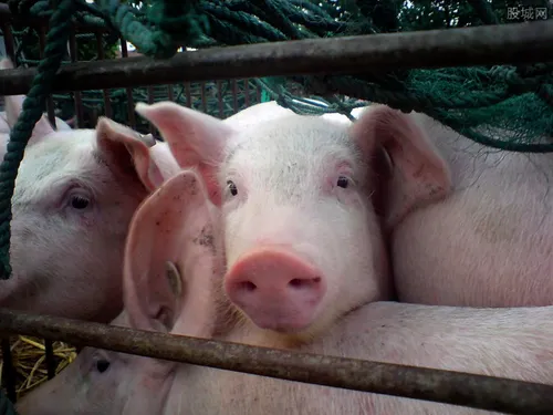 明年养猪行情怎么样 2020养猪前景如何还能赚钱吗