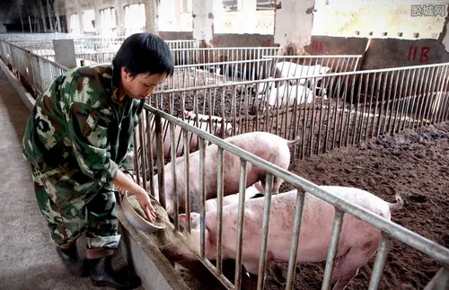 散养猪户国家政策规定 散养猪国家有补贴吗