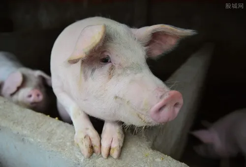 2021年养猪行情预测 生猪价格会跌吗