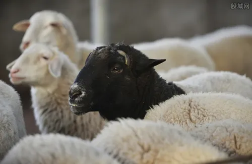养羊20只一年赚多少钱 新手养殖注意什么