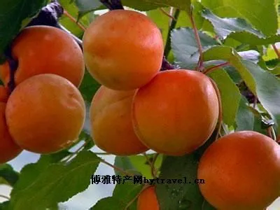 北寨红杏-平谷区特产北寨红杏