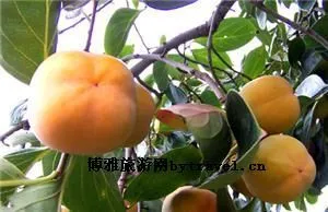 北京大磨盘柿-平谷区特产北京大磨盘柿