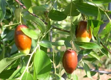 菱枣-房山区特产菱枣