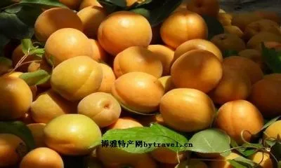 海淀玉巴达杏-海淀区特产海淀玉巴达杏