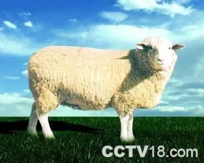 白头萨福克羊-河北区特产白头萨福克羊