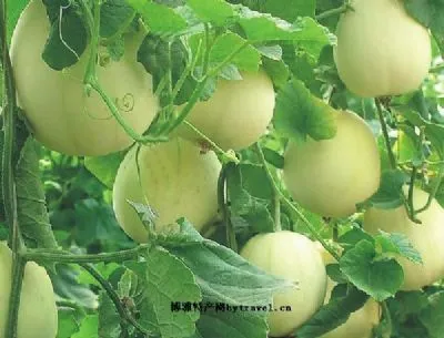 饶阳甜瓜-饶阳县特产饶阳甜瓜