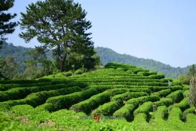 沽源金莲花茶-沽源特产沽源金莲花茶