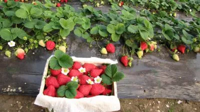 范台草莓-栾城县特产范台草莓
