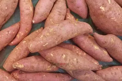 孟村红薯-孟村回族自治县特产孟村红薯