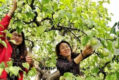 肃宁鸭梨-肃宁县特产肃宁鸭梨