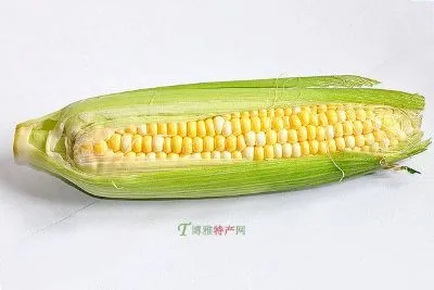 滦平玉米-滦平县特产滦平玉米